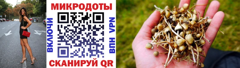 Псилоцибиновые грибы Psilocybe Семикаракорск